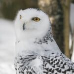 Ranua WildLife Zoo Park - What You’ll See and Experience