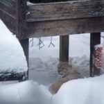 Ranua Zoo- Guided day tour from Rovaniemi - Final Thoughts