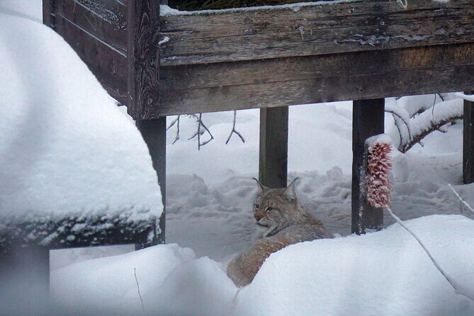 Ranua Zoo- Guided day tour from Rovaniemi - Final Thoughts