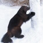 Ranua Zoo tour, optional lunch - Seasonal and Practical Tips