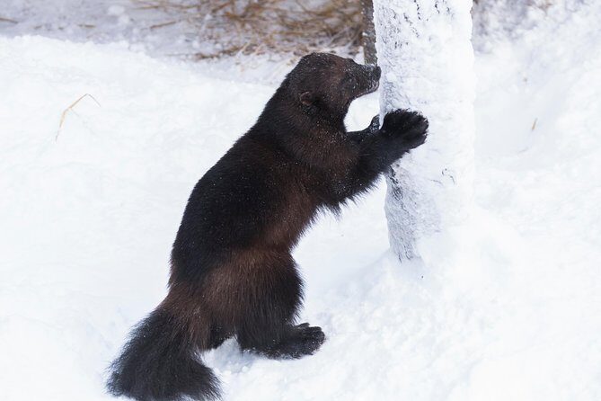 Ranua Zoo tour, optional lunch - Seasonal and Practical Tips