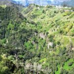 Referta Castelejo Levada Walk from Funchal - Who Should Consider This Tour?