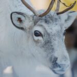 Reindeer Experience with Sledge Ride - The Value of the Tour