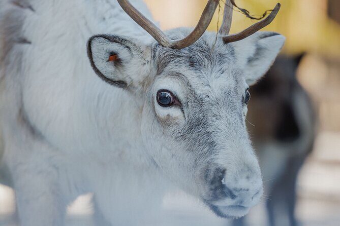 Reindeer Experience with Sledge Ride - The Value of the Tour