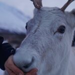 Reindeer Feeding and Sami Culture Afternoon Departure - Value and Practicalities