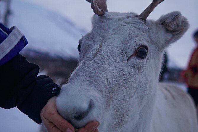 Reindeer Feeding and Sami Culture Afternoon Departure - Value and Practicalities