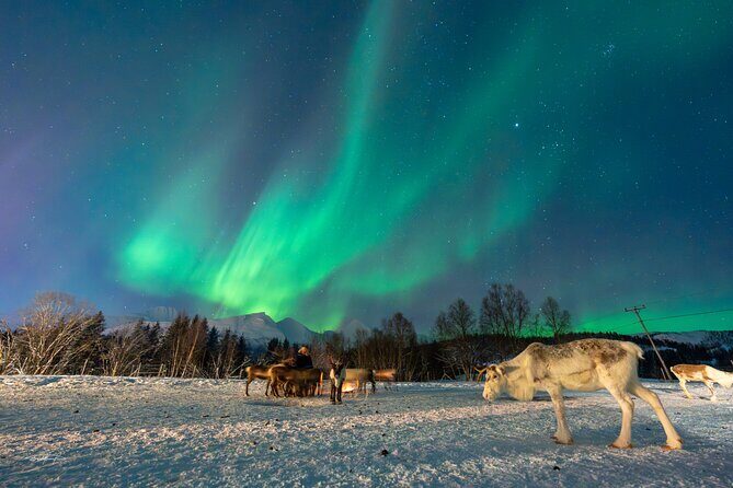 Reindeer Feeding and Sledding, Sami Storytelling Night Tour - The Value of the Experience