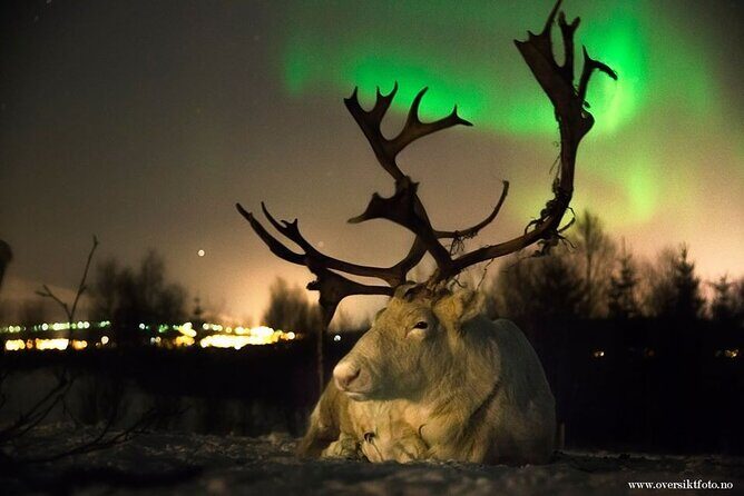 Reindeer feeding & Saami Culture with chance for Northern Lights - A Deep Dive into the Experience