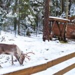 Reindeer Park Adventure VIP Car (private service) - The Sum Up