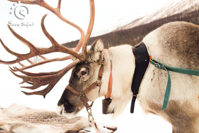 Reindeer Safari in Arctic Wilderness - Final Thoughts on the Reindeer Safari in Arctic Wilderness