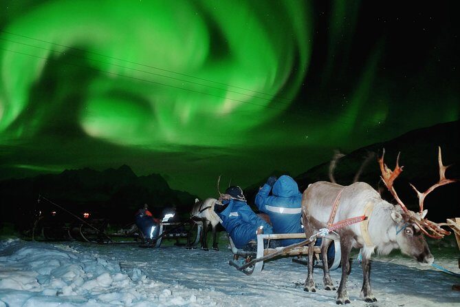 Reindeer Sledding and Feeding with Chance of Northern Lights Tromso - The Experience: What to Expect and How It Unfolds