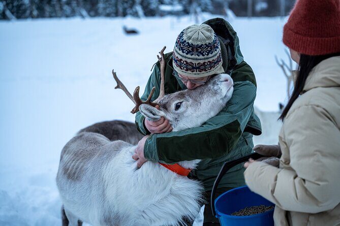 Reindeer Sledding, Feeding And Sami Culture At Reindeer Farm - The Sum Up