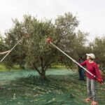 Rethymno: Olive Oil Tasting with Cretan Food Pairing - Who Would Love This Tour?
