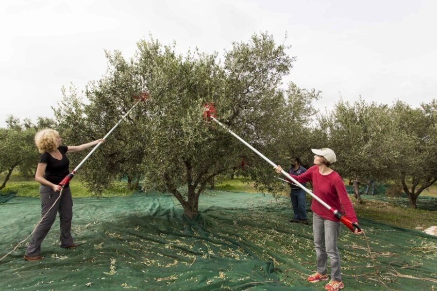 Rethymno: Olive Oil Tasting with Cretan Food Pairing - Who Would Love This Tour?