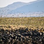 Reykjavik Premium Puffin tour | Close Up and Personal - Making the Most of Your Puffin Trip