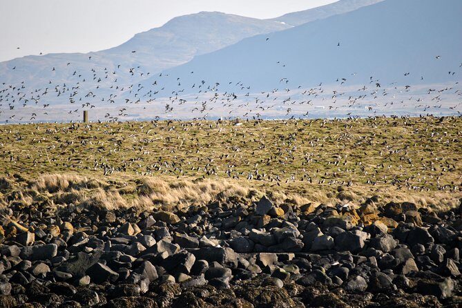 Reykjavik Premium Puffin tour | Close Up and Personal - Making the Most of Your Puffin Trip