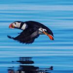 Reykjavik: Puffin Watching Tour by RIB Speedboat - Is This Tour Right for You?