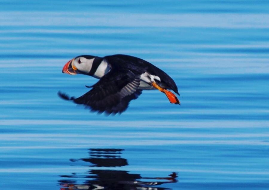 Reykjavik: Puffin Watching Tour by RIB Speedboat - Is This Tour Right for You?