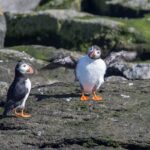 Reykjavik Shore Excursion: Puffin Sightseeing Cruise - Final Words on the Puffin Sightseeing Cruise