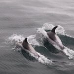 Reykjavik Shore Excursion: Whale-Watching Cruise - FAQ