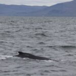Reykjavik: Whale Watching Excursion & Whale Exhibition - The Experience in Detail