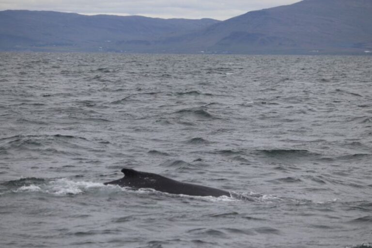 Reykjavik: Whale Watching Excursion & Whale Exhibition - The Experience in Detail