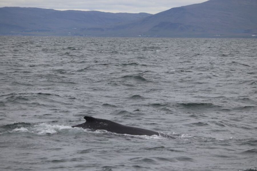 Reykjavik: Whale Watching Excursion & Whale Exhibition - The Experience in Detail