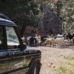 Rhodes Uncharted South Safari: Mountains, Monasteries, & Flavors - Real Insights from Travelers