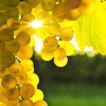 Rhodes Wine & Food Tour: 10 Meal Course Lunch, Wine Tasting, Cooking Class - What Reviewers Love Most