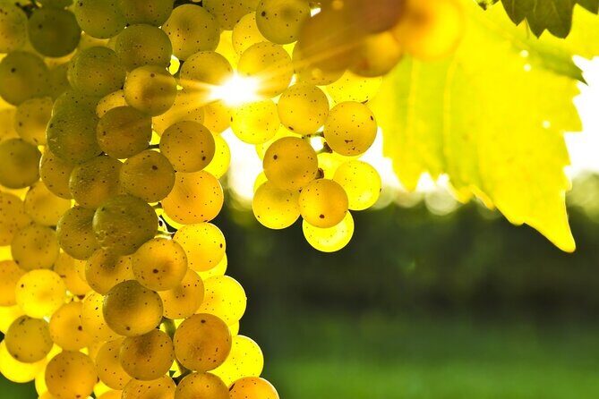 Rhodes Wine & Food Tour: 10 Meal Course Lunch, Wine Tasting, Cooking Class - What Reviewers Love Most