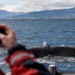 RIB boat express: Whales, Eyjafjord and Akureyri - Who Is This Tour Best For?