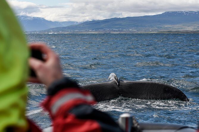 RIB boat express: Whales, Eyjafjord and Akureyri - Who Is This Tour Best For?