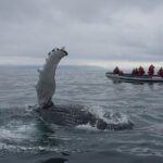 RIB Whale Watching Small-Group Boat Tour from Reykjavik - Authentic Traveler Perspectives