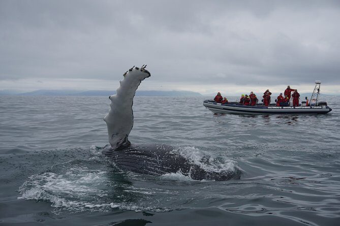 RIB Whale Watching Small-Group Boat Tour from Reykjavik - Authentic Traveler Perspectives