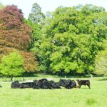 Ring of Kerry and Skellig Ring Private Tour - FAQ