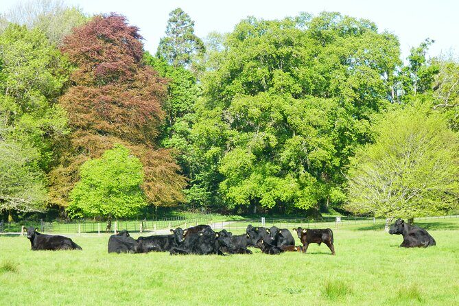 Ring of Kerry and Skellig Ring Private Tour - FAQ
