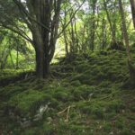 Ring of Kerry Day Tour from Limerick: Including Killarney National Park - Who Will Love This Tour?