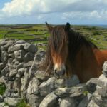 Ring of Kerry & Killarney tour departing from Cork City. Guided. Full Day. - Analyzing the Value and Practicalities