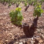Rioja winery hopping tour from San Sebastian - FAQs