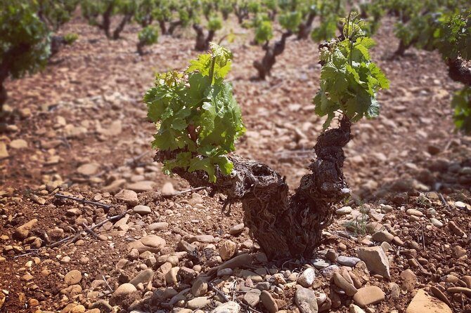 Rioja winery hopping tour from San Sebastian - FAQs