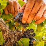 Rivaltes  Secrets of the Terroir and Tasting of Unique Wines! - Authenticity and Value: What Travelers Are Saying