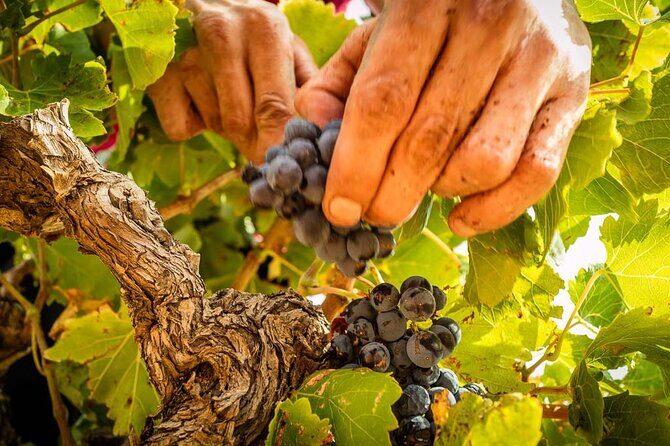 Rivaltes  Secrets of the Terroir and Tasting of Unique Wines! - Authenticity and Value: What Travelers Are Saying