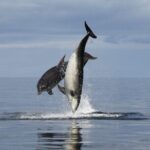 Romantic Boat Trip with Dolphin Watching - Pricing and Value