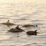 Romatic sea experience (Sunset + overnight + Breakfast) - Final Thoughts