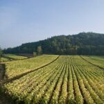 Rome Countryside Vineyards and Wine Tasting - Private Tour - An In-Depth Look at the Rome Countryside Vineyards and Wine Tasting Tour