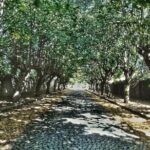 Rome: Frascati Vineyard Bike Tour with Train Tickets - Analysis of Price and Value