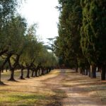 Rome Golf Cart Tour: Catacombs, Ancient Ruins & Iconic Landmarks - FAQ