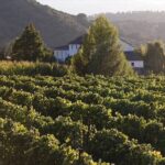 Ronda Organic Wine Tour from Marbella - Who Should Consider This Tour?