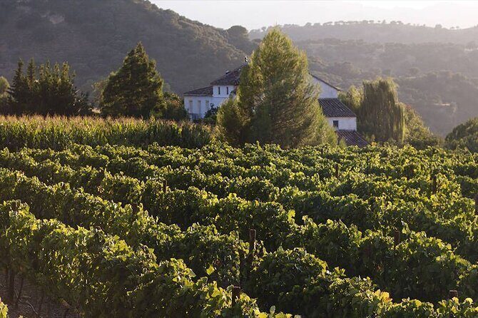 Ronda Organic Wine Tour from Marbella - Who Should Consider This Tour?