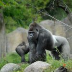 Rotterdam Zoo Diergaarde Blijdorp Direct Entrance Ticket - Authentic Insights from Visitors